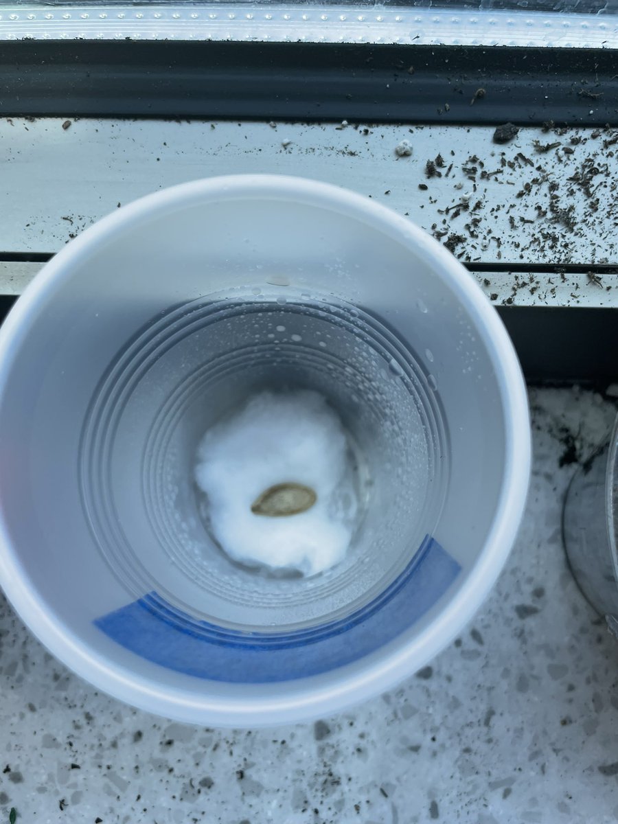 Mrs_Sautro's tweet photo. Today we sent up our plant experiments! Some seeds have no soil, some will receive no sunlight and some will receive no water. Will any seeds be successful? https://t.co/aQOpsGBVUF