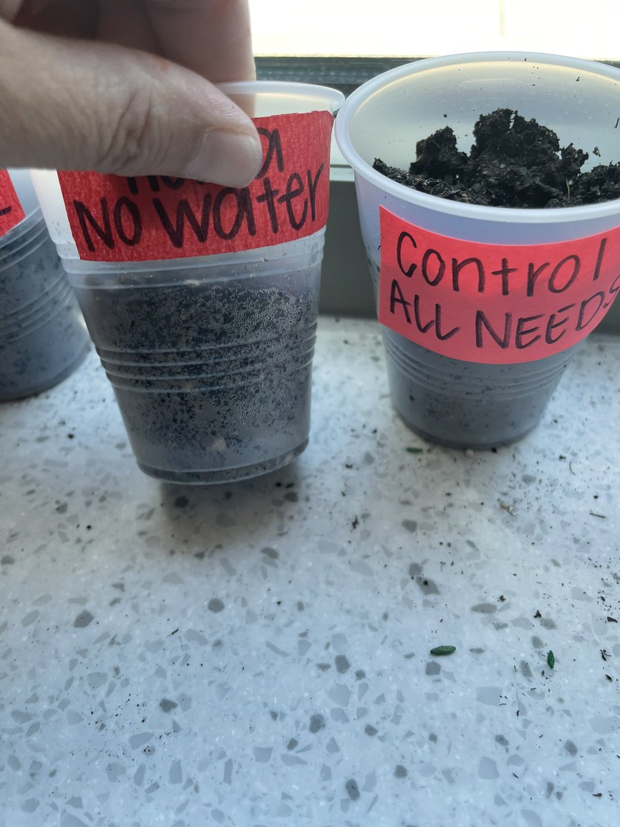 Mrs_Sautro's tweet photo. Today we sent up our plant experiments! Some seeds have no soil, some will receive no sunlight and some will receive no water. Will any seeds be successful? https://t.co/aQOpsGBVUF