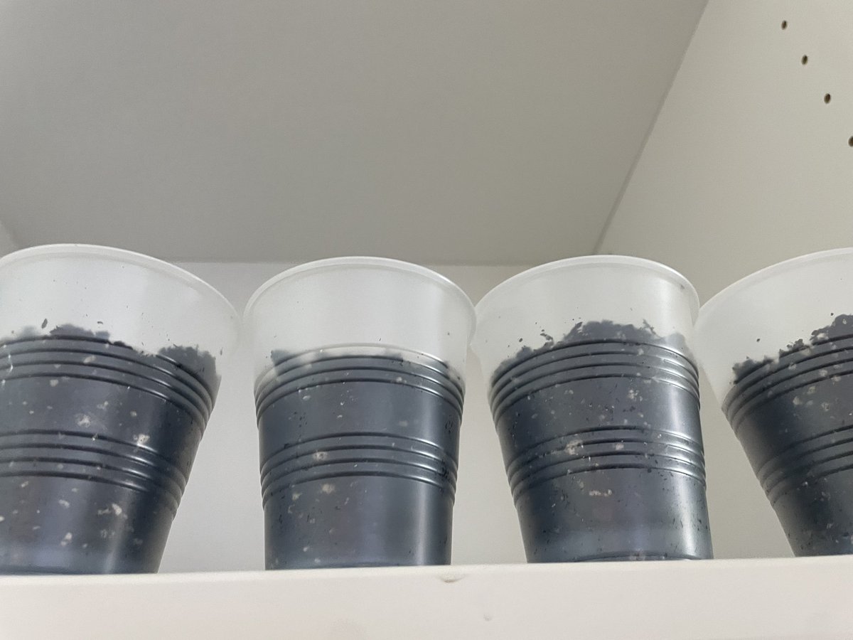 Mrs_Sautro's tweet photo. Today we sent up our plant experiments! Some seeds have no soil, some will receive no sunlight and some will receive no water. Will any seeds be successful? https://t.co/aQOpsGBVUF