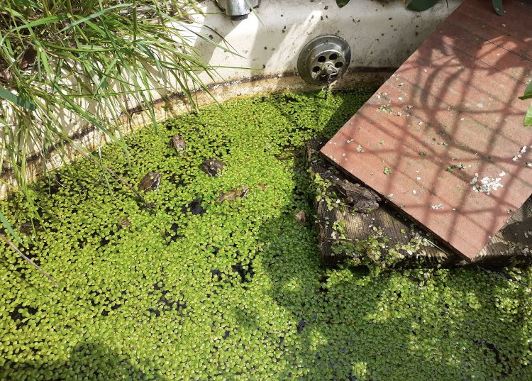 Happy National Bee Day! Our urban #communitygarden in the centre of #Coventry is bursting with wildlife. Here are some frogs from our pond for good measure! 🐸🐝🐝🐝 #biodiversity #pollinators
