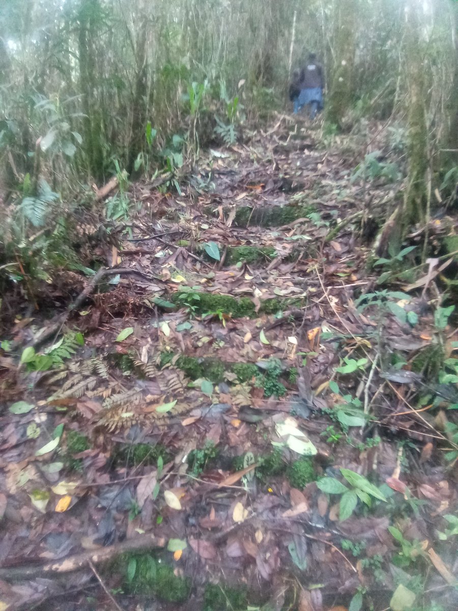 ReverdecerL's tweet photo. En busqueda de nuestro jardinero del bosque #RNSC #ElCedro https://t.co/MwHpNqbgL4