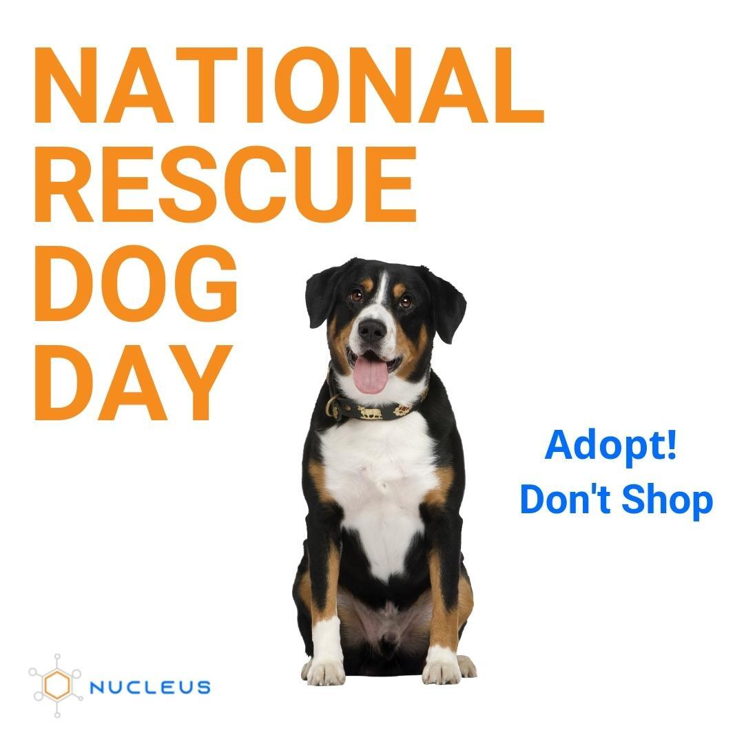 The right fur baby could be at your local shelter- Adopt don't shop 🐾  
#highrocknucleus #cpaworlddomination #adoptdontshop #furbabies