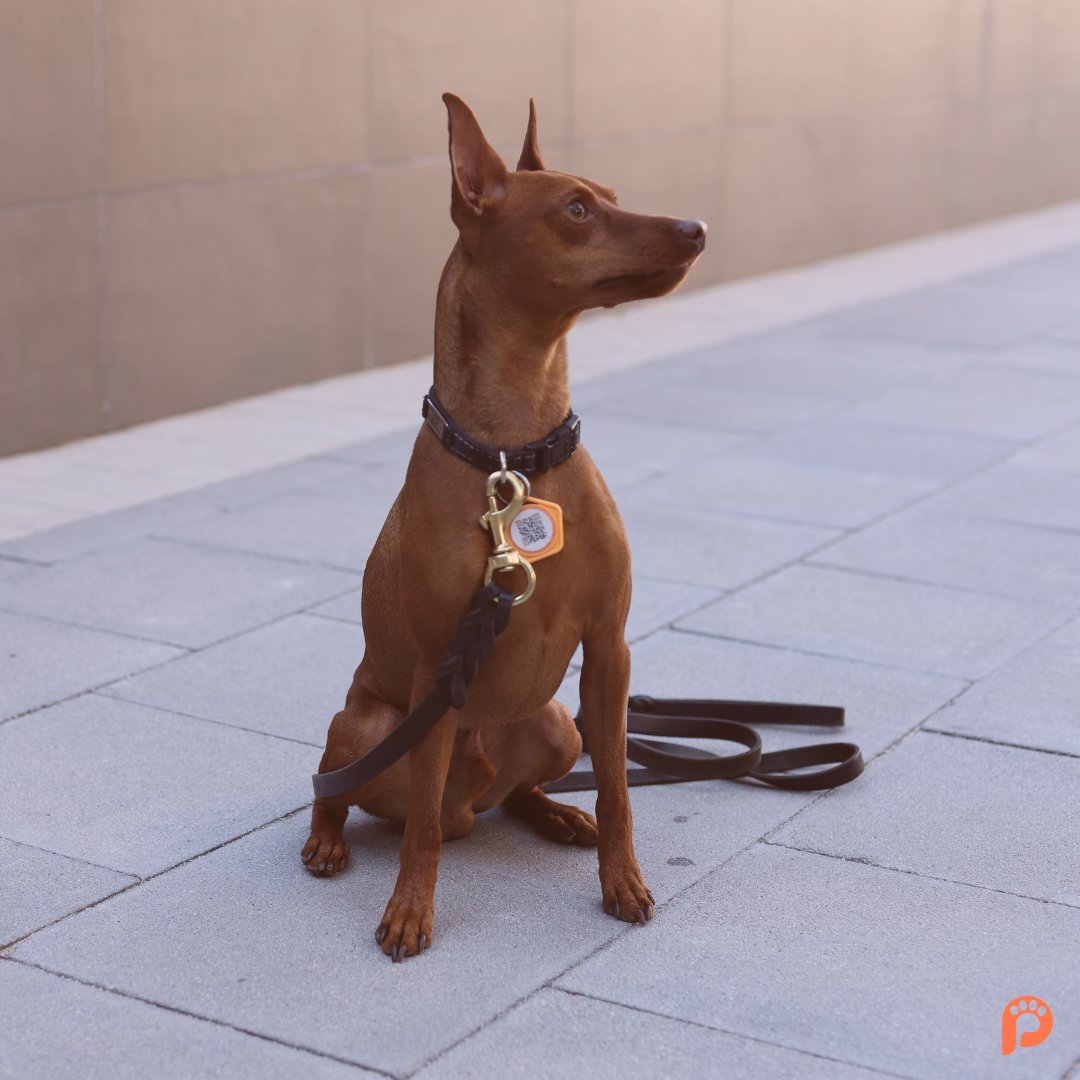 BryseisR's tweet photo. Happy #NationalRescueDogDay ❤️ 
@pawtocol $upi https://t.co/Kda4MA9uv5