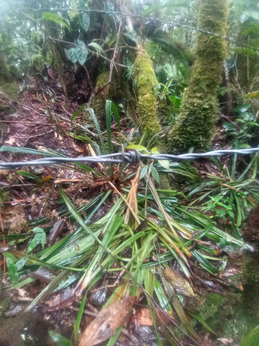 ReverdecerL's tweet photo. En busqueda de nuestro jardinero del bosque #RNSC #ElCedro https://t.co/MwHpNqbgL4