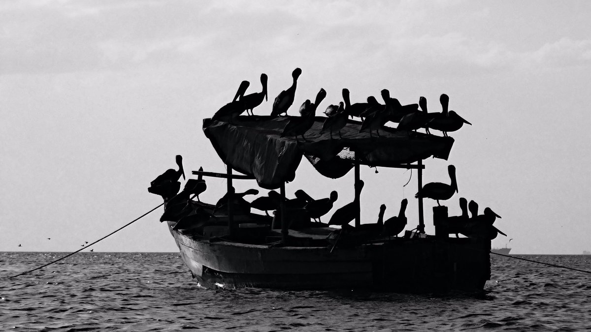 #artchallenge nominated by @LarryHenley2 nominating @mike_ponz who dose nice b&w edits Day 3/10 Theme vivid, muted and b&w Hoping they can accept. #SeaSide #boat #PELICANFANCLUB #SanFernando #nikonphotography #nikon #color #challenge #wharf #streetphotography #snapseed