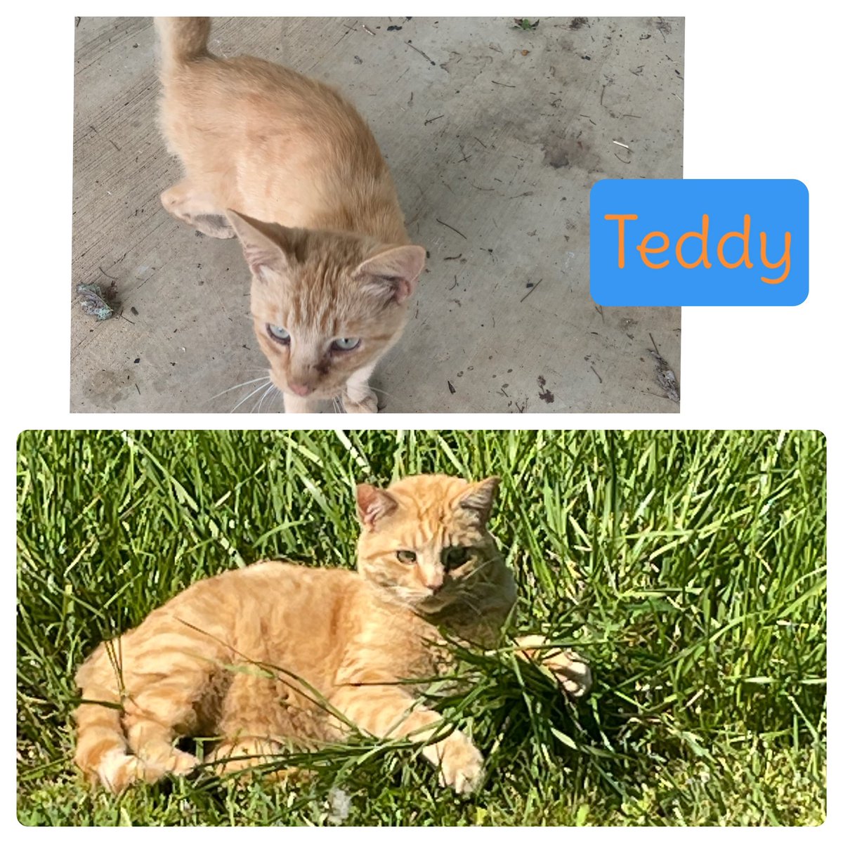 CrazyCatMom74's tweet photo. Storytime🐾 When we bought our house Teddy was left from previous owner and he was not taken care of as you can see in 1st pic he was pretty pitiful looking 😢 So I think we got an awesome deal &amp; we tell everyone that its Teddys house he just lets us live there . #CatsOfTwitter https://t.co/Jj3UF7gM7X