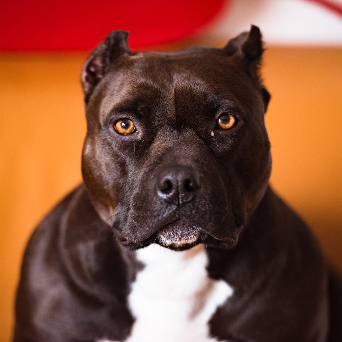 The DogFather Behavioral and Training Center tweet media