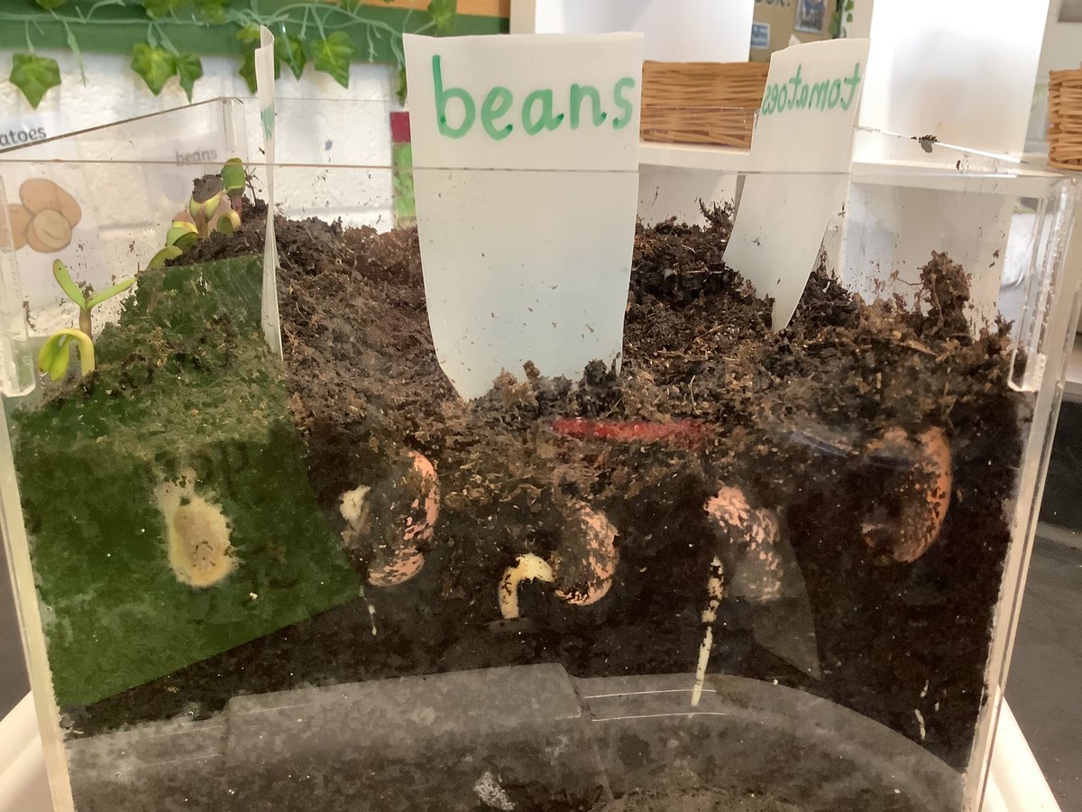 RJW_LPS's tweet photo. We’ve been fascinated to observe the changes in our seeds and beans this week! 😃🔎🌱🔍😃
@REC_LPS 
#LPSeyfs
#LPSscience https://t.co/lQhCeWfzqD