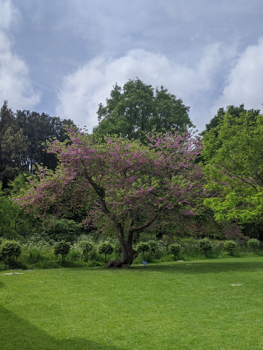 NTDyrhamPark's tweet photo. The Cercis siliquastrum, also known as the Judas tree or love tree, is in bloom in Dyrham Park's Stable Court with striking rosy-pink flowers. #TreesOfTwitter #SpringGarden #WeekendGarden https://t.co/YsAg3SJaUh