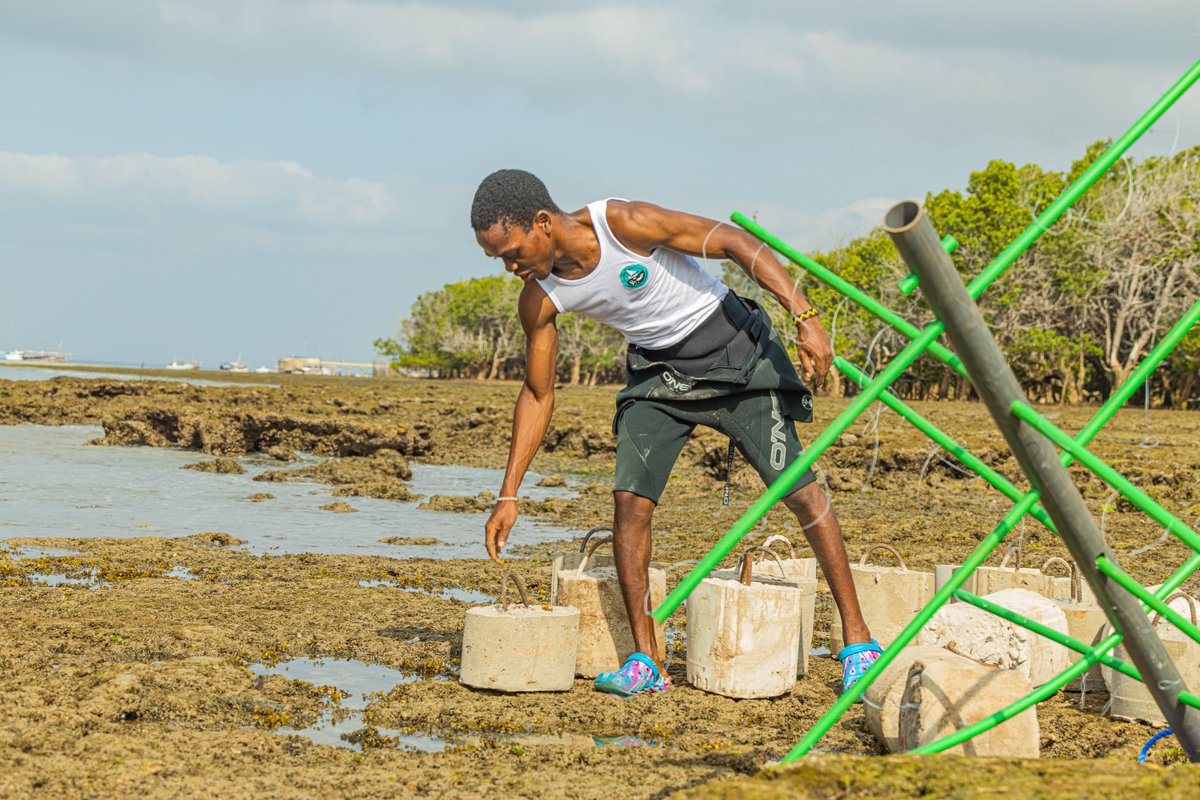 In this week, <a href="/ReefolutionK/">REEFolution Kenya</a> has focused on deploying more coral trees to the restoration sites. A total of about 20 trees have been deployed at the Wasini Channel. Many yet to be deployed. 
#EndangeredSpecies #Coralreefs