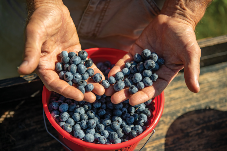 Did you know 75% of North Carolina blueberries are sold fresh and 25% are sold frozen? 

ncfieldfamily.org/farm/facts-sta…