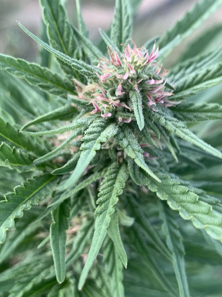 alphahoteldelta's tweet photo. Bees, we’d BE lost without you! #WorldBeeDay #nmtruehemp #hemp #cannabis https://t.co/1FLpeoBsCH