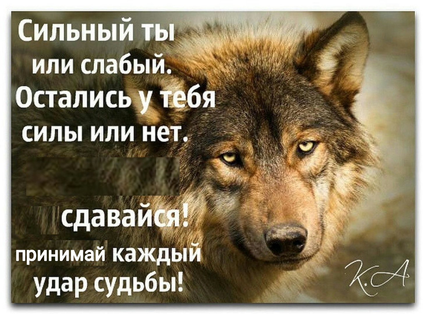 Статусы с волками