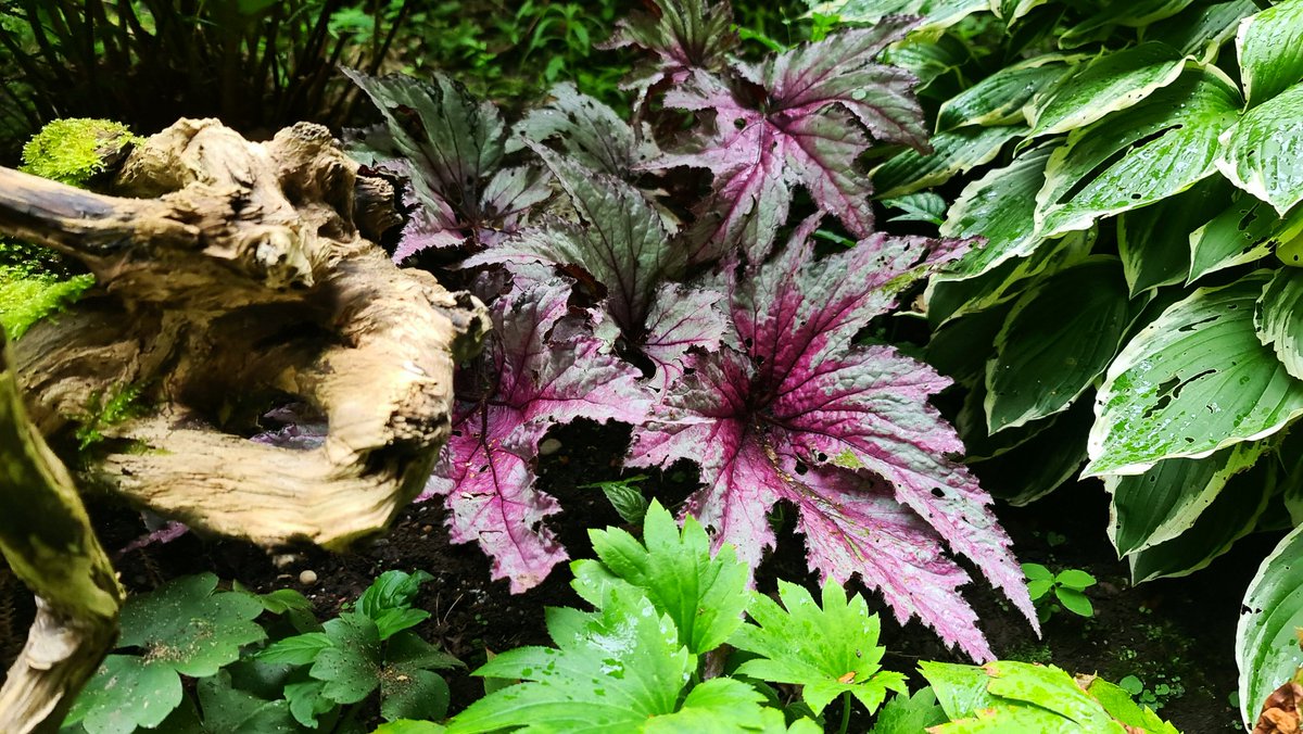 christophhowell's tweet photo. Got to love a jungle garden. We've been sprucing up our Fern Garden with both tender and hardy tropicals. I'm thinking this year's show will surpass last year's jungle vibes. #GardenersWorld https://t.co/zJPKN0D3hL