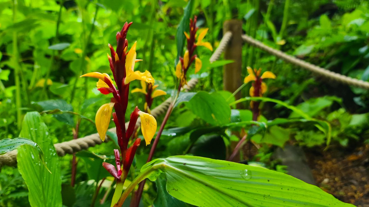 christophhowell's tweet photo. Got to love a jungle garden. We've been sprucing up our Fern Garden with both tender and hardy tropicals. I'm thinking this year's show will surpass last year's jungle vibes. #GardenersWorld https://t.co/zJPKN0D3hL