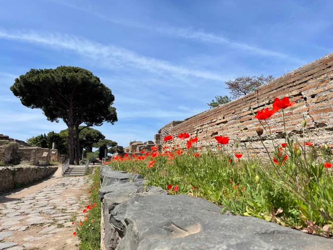 Poppies lining a wall along the street at Ancient Ostia.