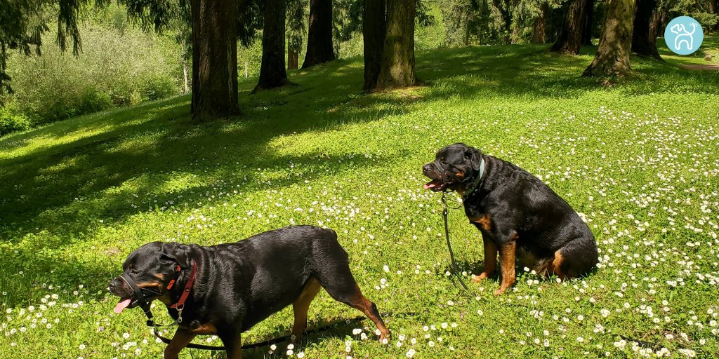JWagable's tweet image. Priscilla and Zeus enjoy a sunny day, following our rainy and cold spell. #SpringDogs #Rotties