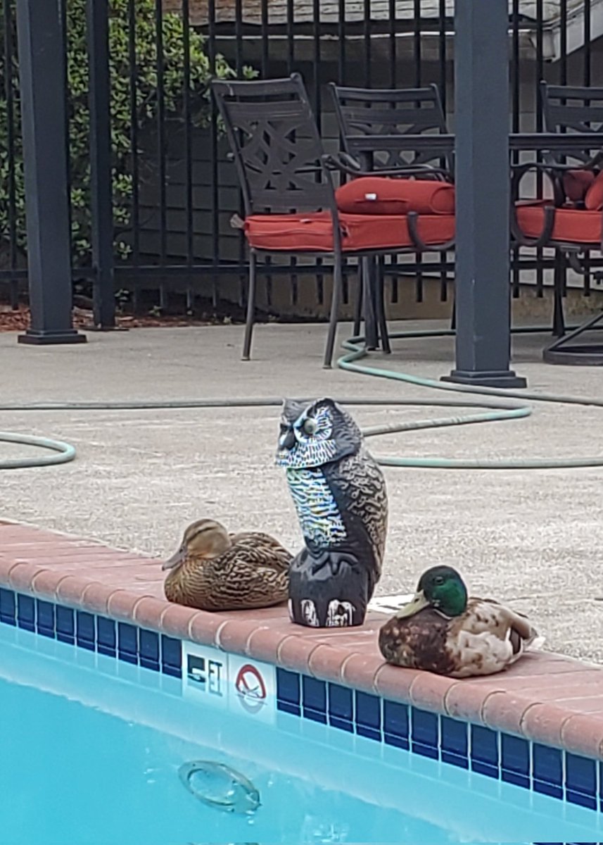The visiting ducks are Rupert and Annabel. The faux owl is Edgar (his twin Allan is stationed at the deep end). As you can tell, Edgar and Allan are singularly unsuccessful at keeping wildlife at bay....