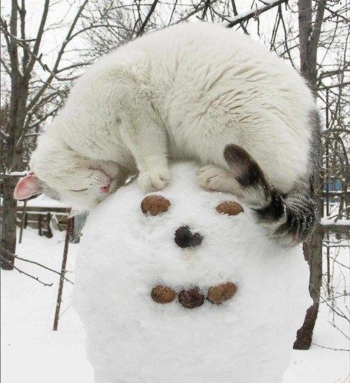 stayc as cats (@catstayc) on Twitter photo 