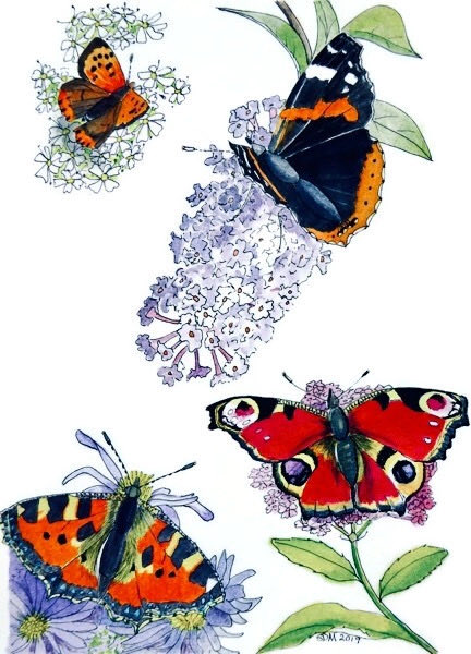 susandmcleod's tweet photo. Butterflies in my garden a couple of years ago. Done in pen and watercolour and designed as a repeat pattern for wrapping paper. #butterflies #wildlife #insects #TwitterNatureCommunity #art wildlifeart https://t.co/RDsdXxQ9Ji