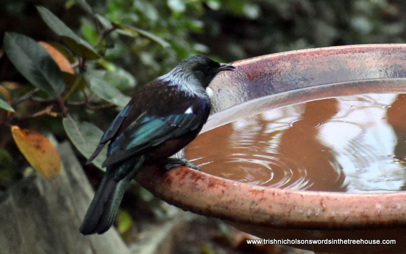 TrishaNicholson's tweet photo. Good morning from me and a squeaky clean Tūī 😀
#birds #NZNativeBirds in #TheFiveAcreForest https://t.co/JW8JILpwMq