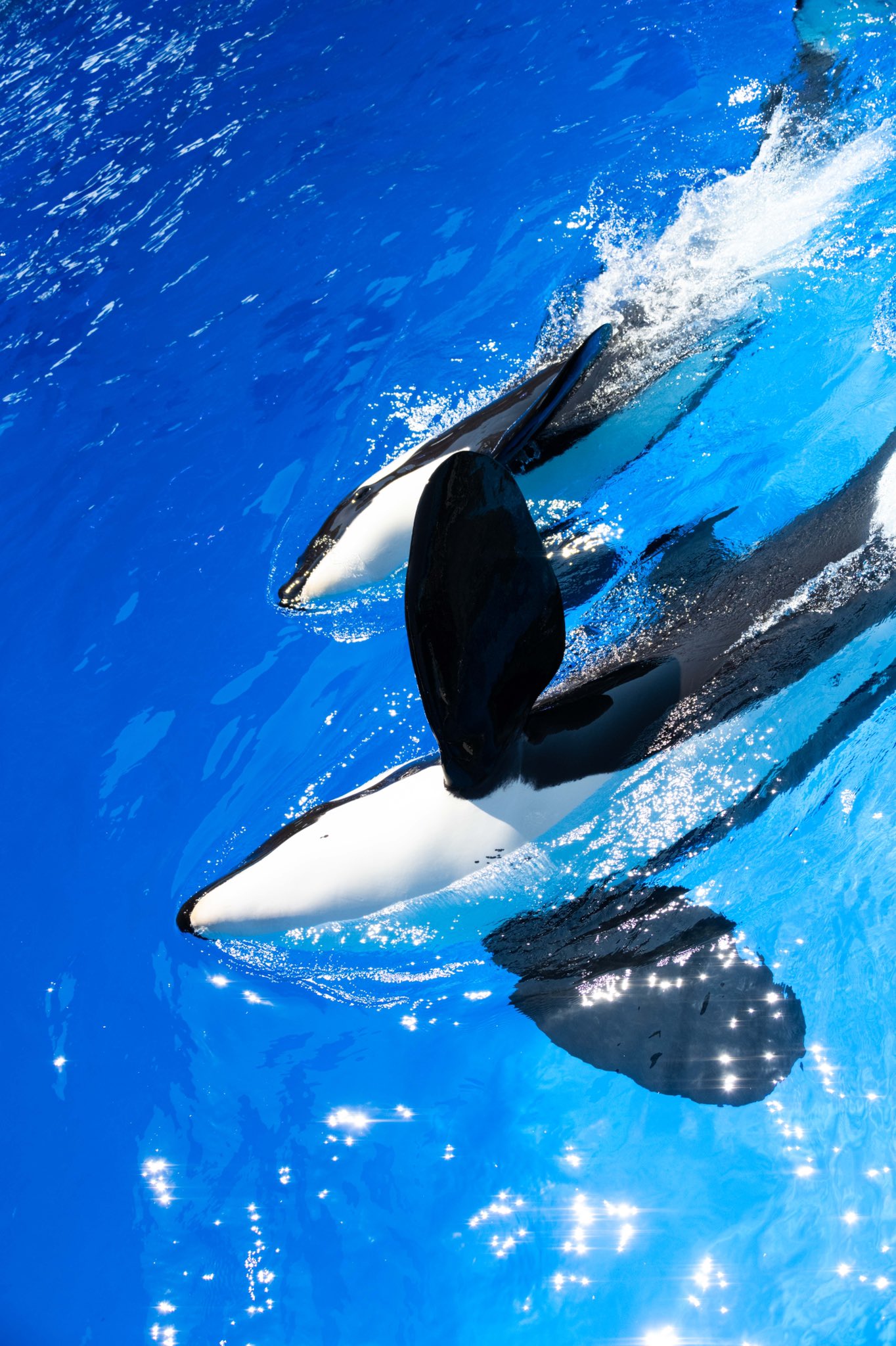 orca wallpaper for iphone