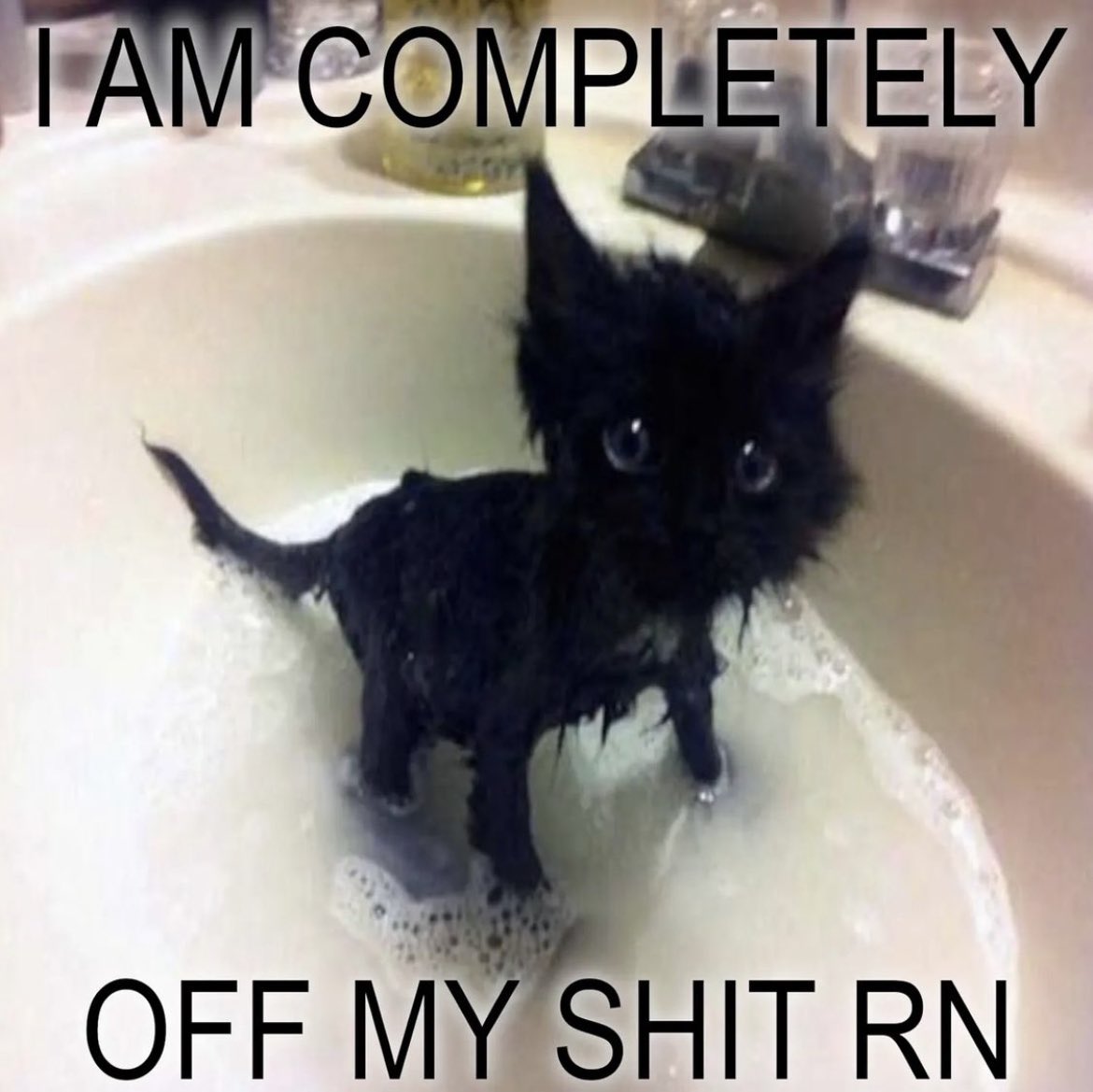 cursedcatsdaily's tweet photo. Me too lil dude https://t.co/Xn1NrFV7Fm