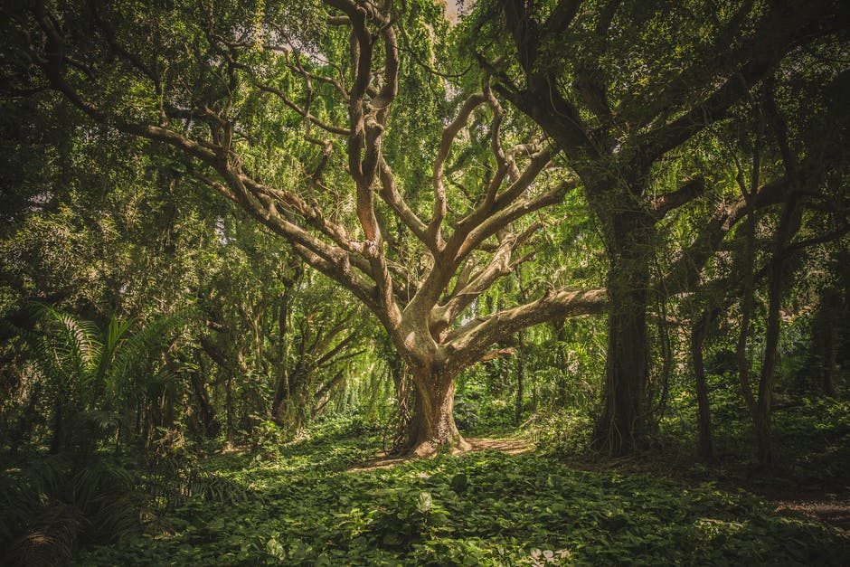 Did you know time in #nature can be a #mindfulness and #selfcare tool? 

We explore #forestbathing (aka #naturetherapy, #ecotherapy or #foresttherapy) on the BEST blog: 

ow.ly/zJJ850JbnUT

#EmpowerYourBrain #BrainHealth #MentalHealth #Health #Wellness #WellnessWednesday