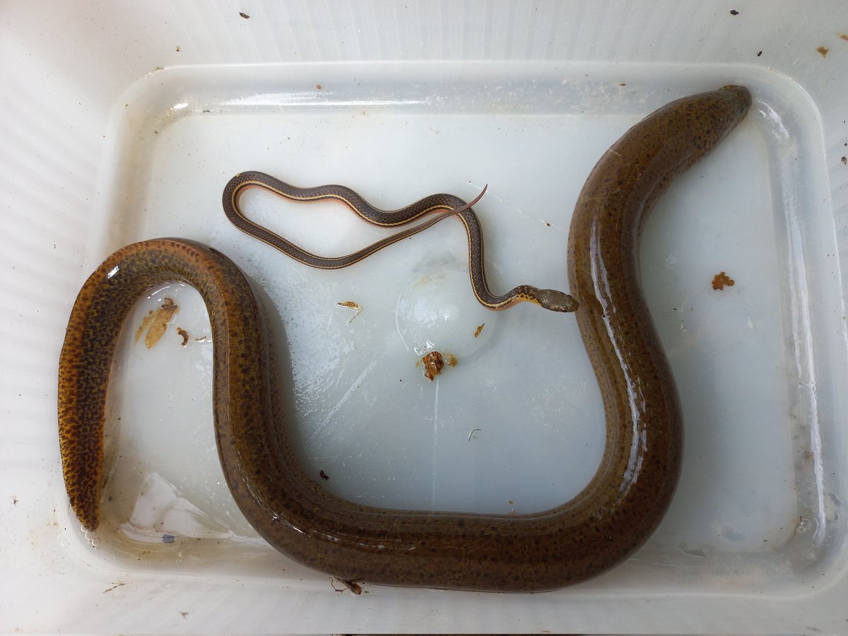 amy_e_deacon's tweet photo. Spot the fish! #Zangee #NotASnake #fieldwork #EelOrNoEel https://t.co/ylPQNFwO7p