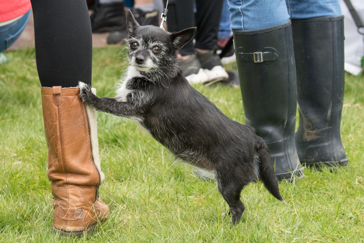 Bru_Mog's tweet photo. It's Otley Show tomorrow! I'm so looking forward to getting back there! Here's some pics from 2019 #OtleyShow @OtleyShow https://t.co/qU4Uh995Wn
