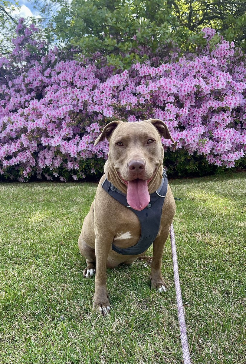 Pascahl_'s tweet photo. @ATT Meet Josie our amazing rescue and fur baby! She loves snacks, long walks and conference calls 😍😍😍 #NationalRescueDogDay #WFOCares #FocusOnYou #LifeAtATT #TeamATT #ATTEmployee https://t.co/eSpNlUG779
