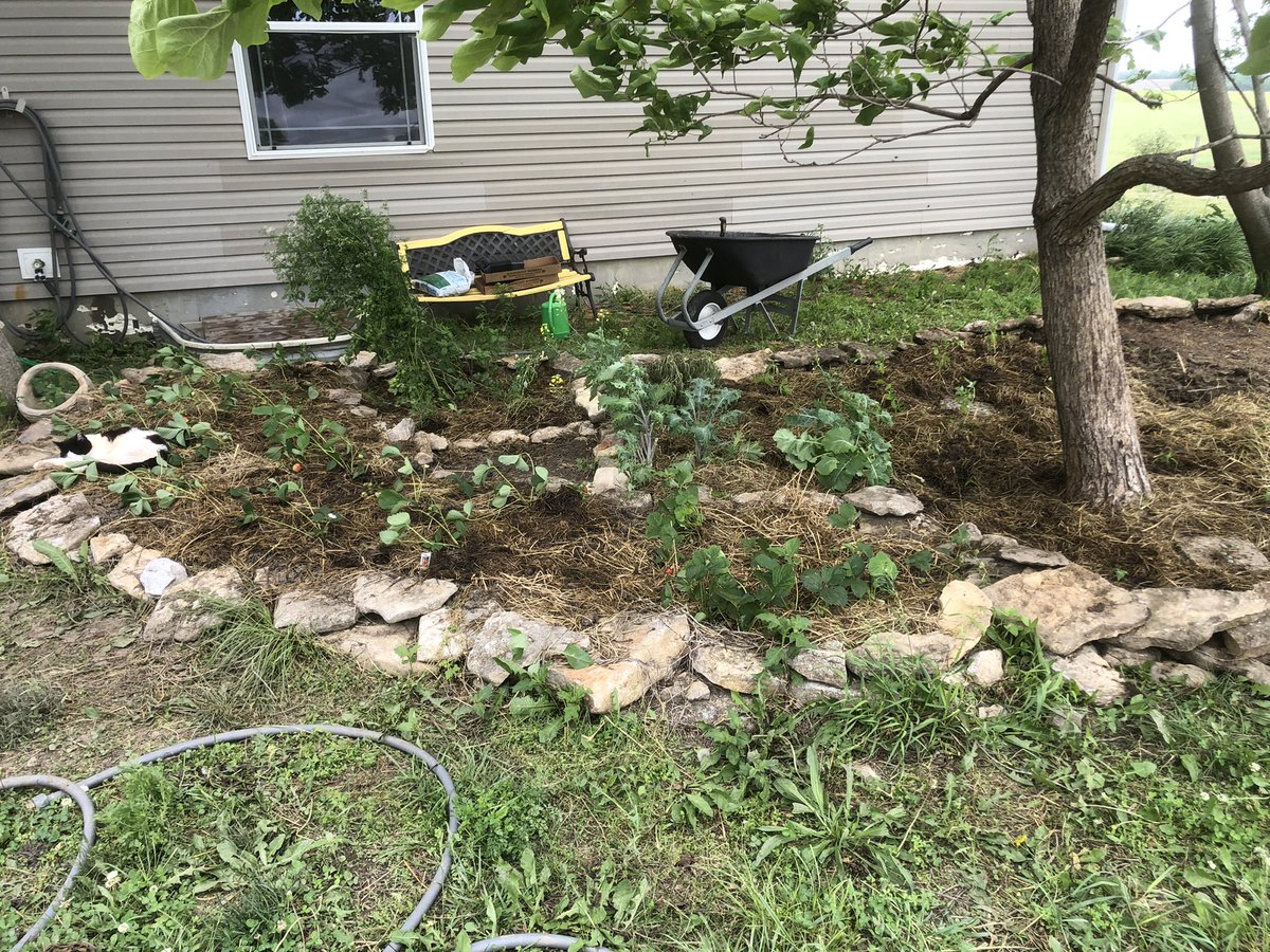 AbigailFBarton's tweet photo. First stage of the garden! I got tired of the view outside my window looking so bleak, so I determined to transform my old garden from last year.
I have planted (from left most to right most) Strawberries, some herbs, kale, Serrano peppers, tomatoes, okra and cucumbers #gardening https://t.co/YJIUaxNa96