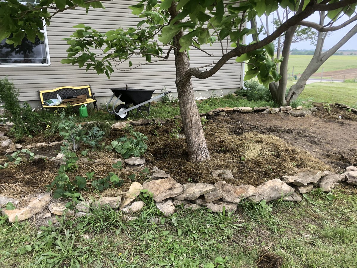 AbigailFBarton's tweet photo. First stage of the garden! I got tired of the view outside my window looking so bleak, so I determined to transform my old garden from last year.
I have planted (from left most to right most) Strawberries, some herbs, kale, Serrano peppers, tomatoes, okra and cucumbers #gardening https://t.co/YJIUaxNa96