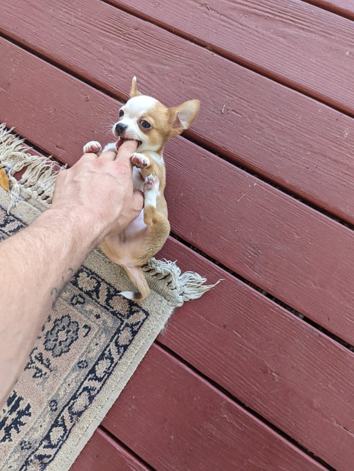 He so adorable 😍🥰 https://t.co/zNlzgVhJo6