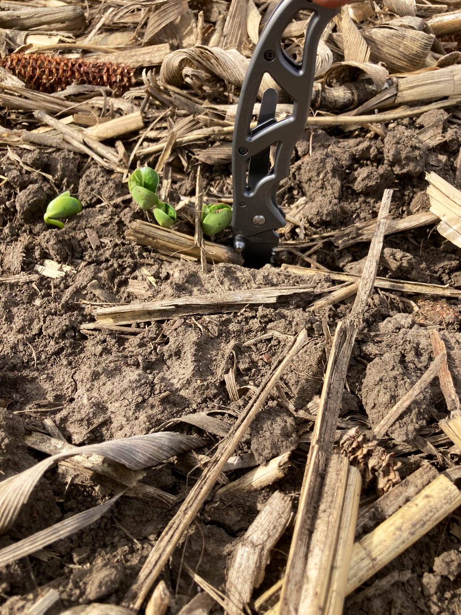 agold_steve's tweet photo. Got to see some healthy looking soil crust this week in Western IA, Amazing what a good warm, windy day in Iowa can lead to now days🤢. #Plant22 #WalkYourFields https://t.co/wDmn2xaxkZ