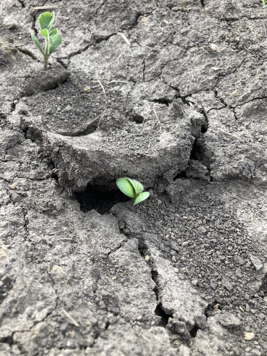 agold_steve's tweet photo. Got to see some healthy looking soil crust this week in Western IA, Amazing what a good warm, windy day in Iowa can lead to now days🤢. #Plant22 #WalkYourFields https://t.co/wDmn2xaxkZ