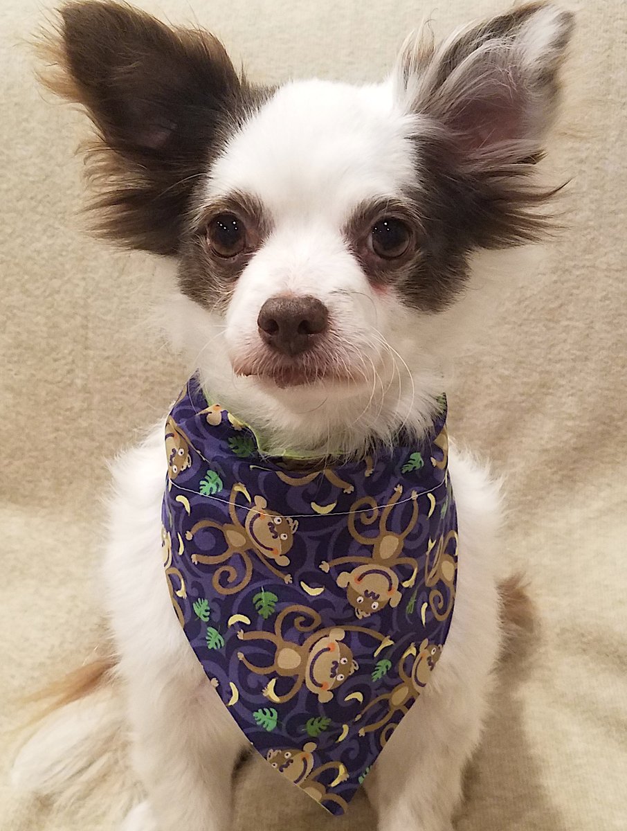CharliePawsUp's tweet photo. PUPDATE!
Pawnouncing TWO NEW BANDANAS In Store NOW!
Pride Galaxy &amp; Paws Bandana AND
Monkeys &amp; Flowers Bandana!
Tie On or Slip On (over the collar), Size XS-XL
More Pics in Comments!
Get them now at https://t.co/JFwhUbMU3i!
Please RETWEET!! 😁
❤️🐶
#pride #LoveWins
#dogsoftwitter https://t.co/efmAGwCG8V