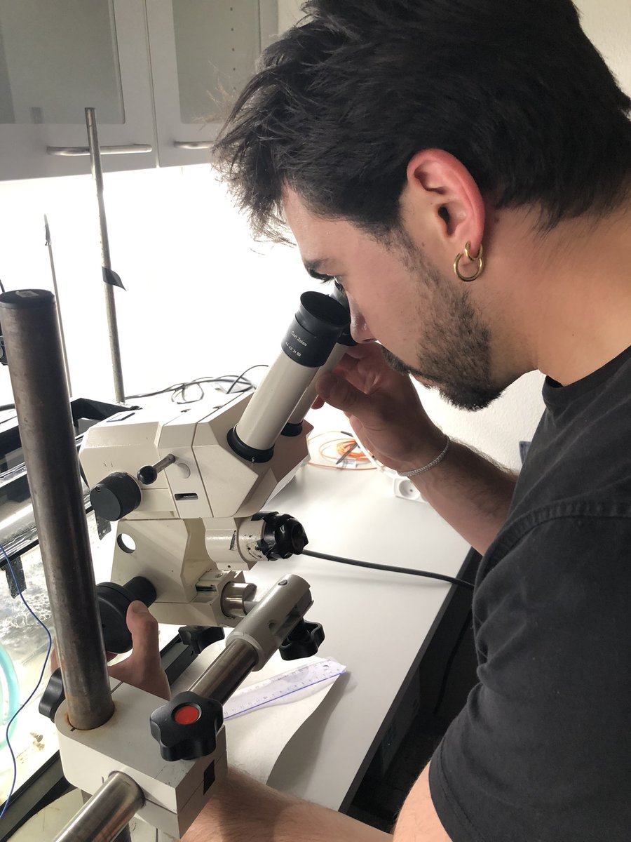 KE_Brodersen's tweet image. #microsensor2022 So it begins #seagrass #epiphytic #biofilm  @seas_green @Qingfeng2434746