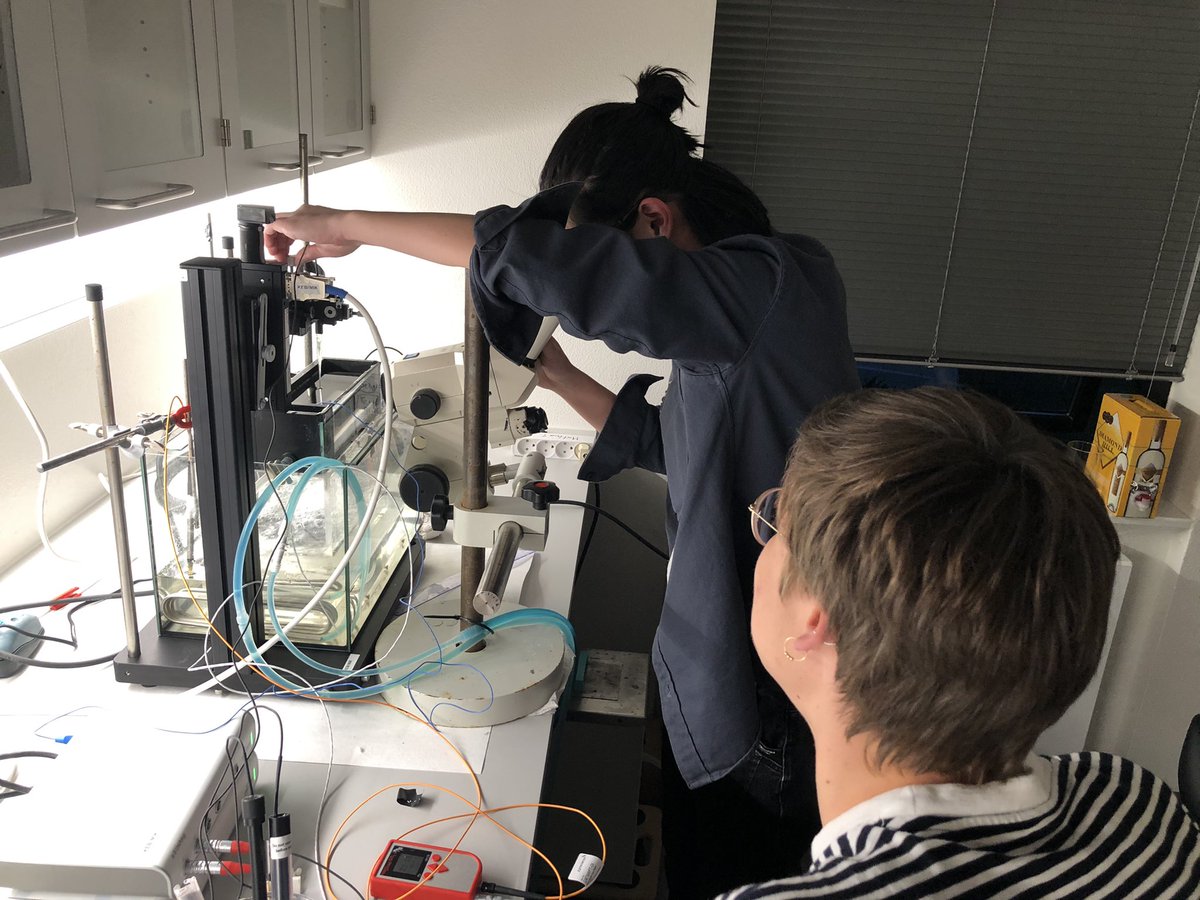 KE_Brodersen's tweet image. #microsensor2022 So it begins #seagrass #epiphytic #biofilm  @seas_green @Qingfeng2434746
