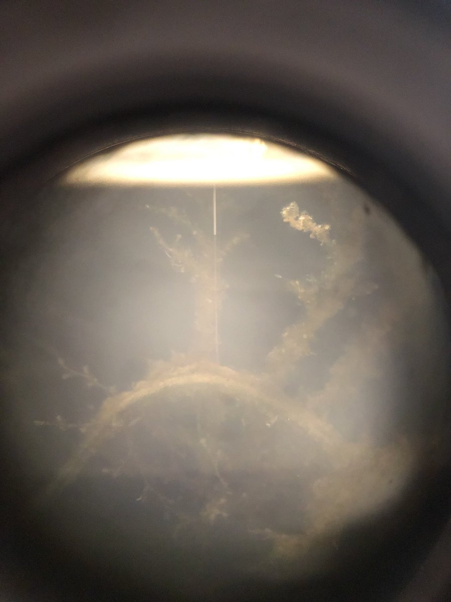 KE_Brodersen's tweet image. #microsensor2022 So it begins #seagrass #epiphytic #biofilm  @seas_green @Qingfeng2434746
