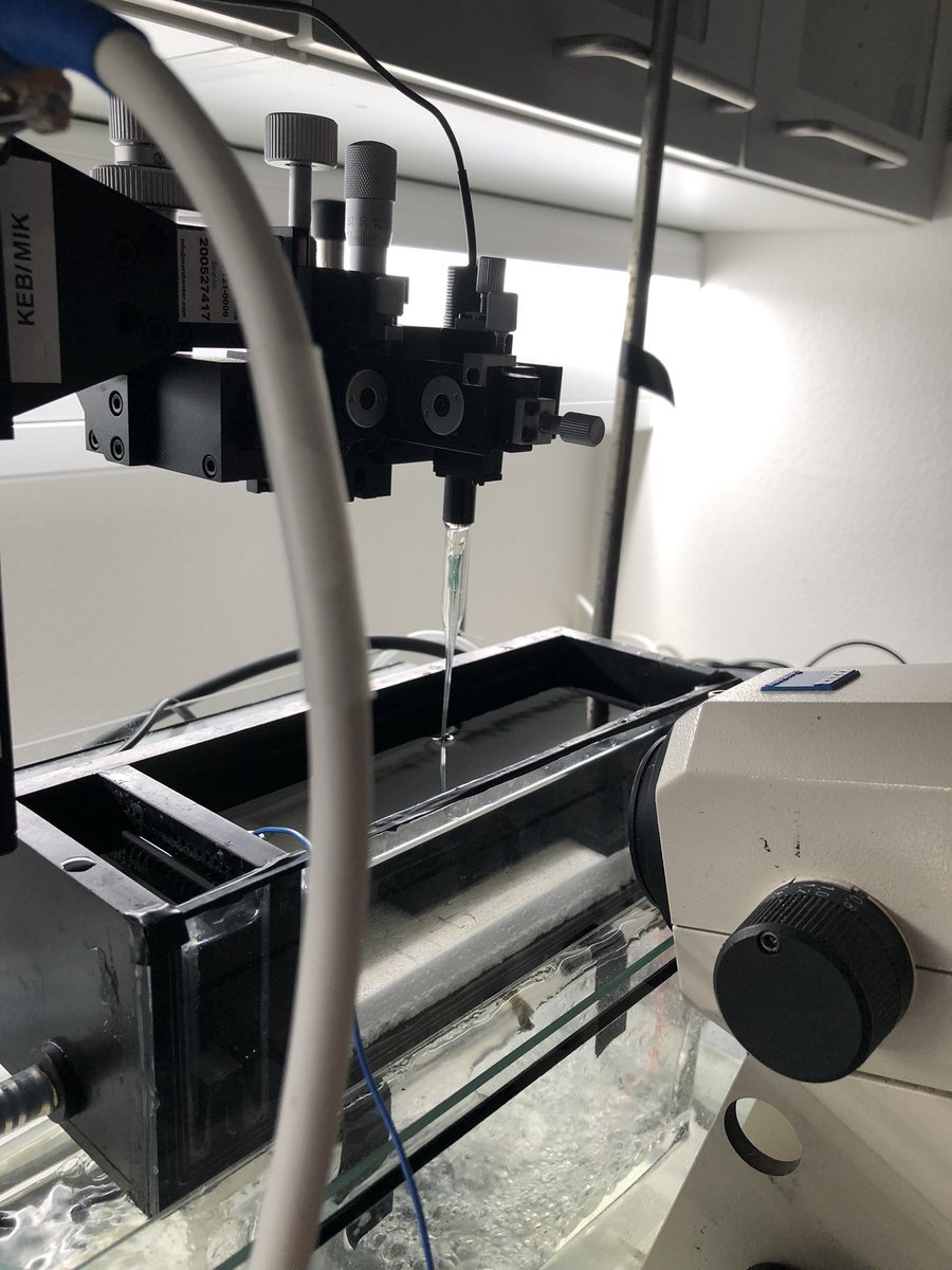 KE_Brodersen's tweet image. #microsensor2022 So it begins #seagrass #epiphytic #biofilm  @seas_green @Qingfeng2434746