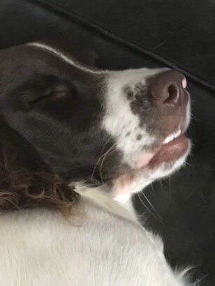 smithynik67's tweet photo. @JaneyGodley Hahaha! Great pic Janey! I wake in the morning to find this cute little fur baby with her head on my pillow! 🙄😅 https://t.co/oiEy3Q5W5r