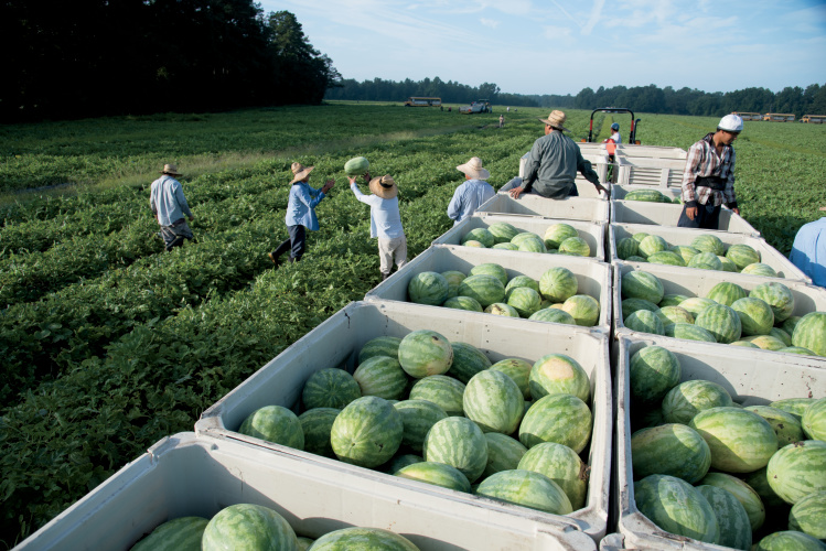 How long do you think it takes a watermelon to get from the farm to your local grocery store? 🍉 Over the course of just 48 hours, one North Carolina family farm strives to harvest, pack, and ship melons as fresh and clean as they are refreshing to eat.
ncfieldfamily.org/farm/how-n-c-m…