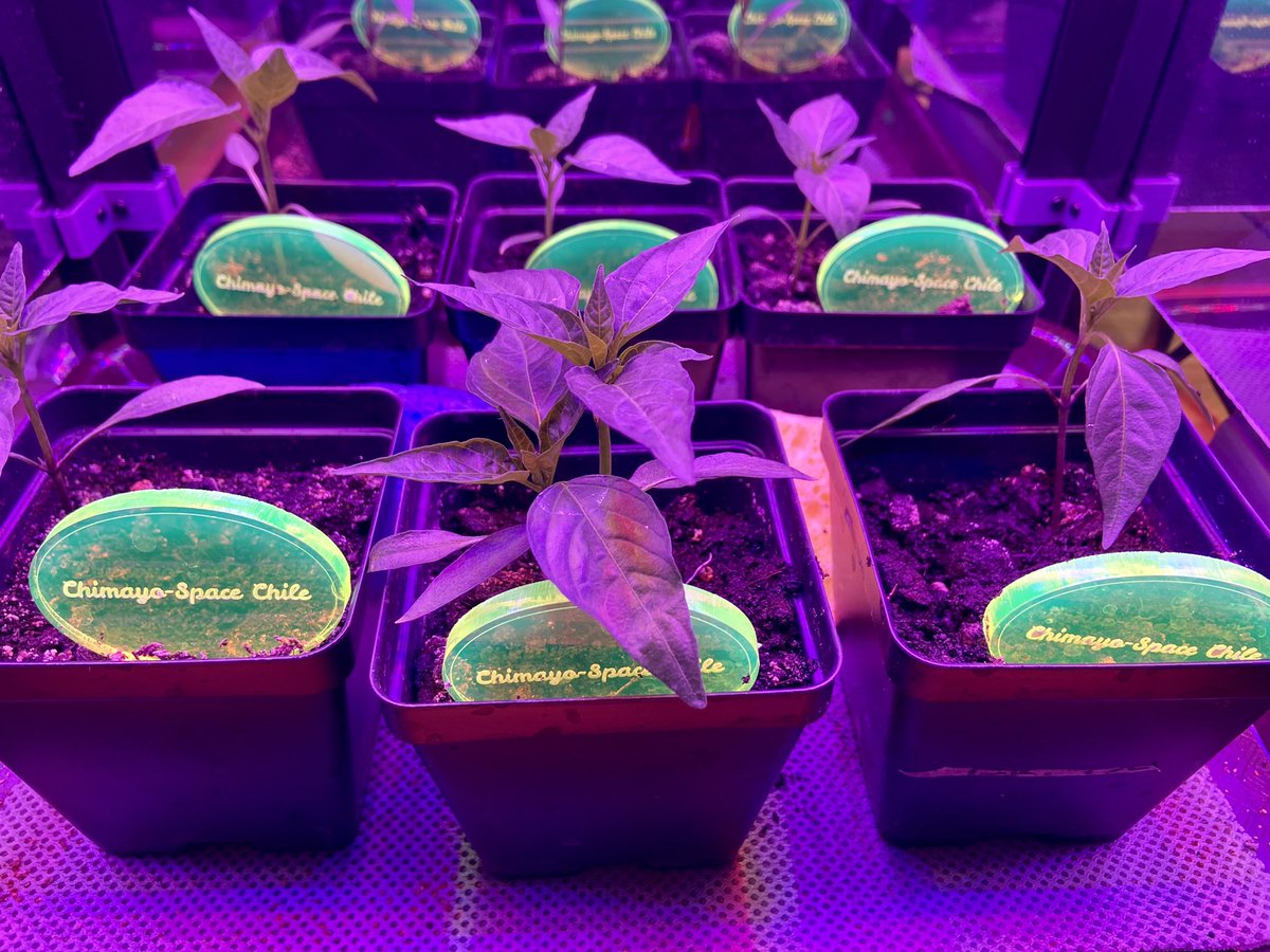 jillsciteach's tweet photo. The right front was transplanted. Fingers crossed it takes. #spacechile #plantsinspace #hatchtoiss https://t.co/r1sWIrBYcJ