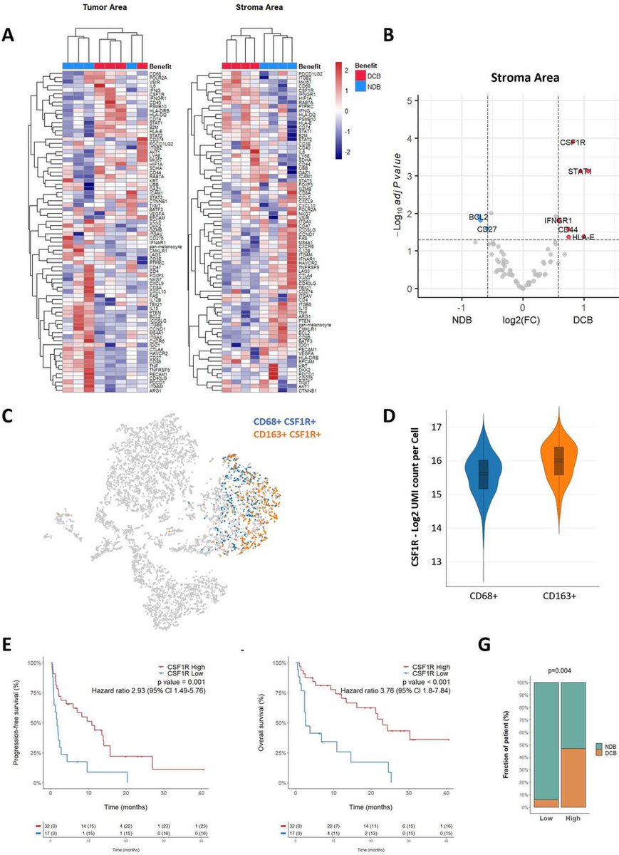 jitcancer's tweet photo. New #JITC article: Spatial transcriptomics of macrophage infiltration in non-small cell lung cancer reveals determinants of sensitivity and resistance to anti-PD1/PD-L1 antibodies https://t.co/mBpcwvSnlI @MathieuLrqt https://t.co/UdxOem7FC5