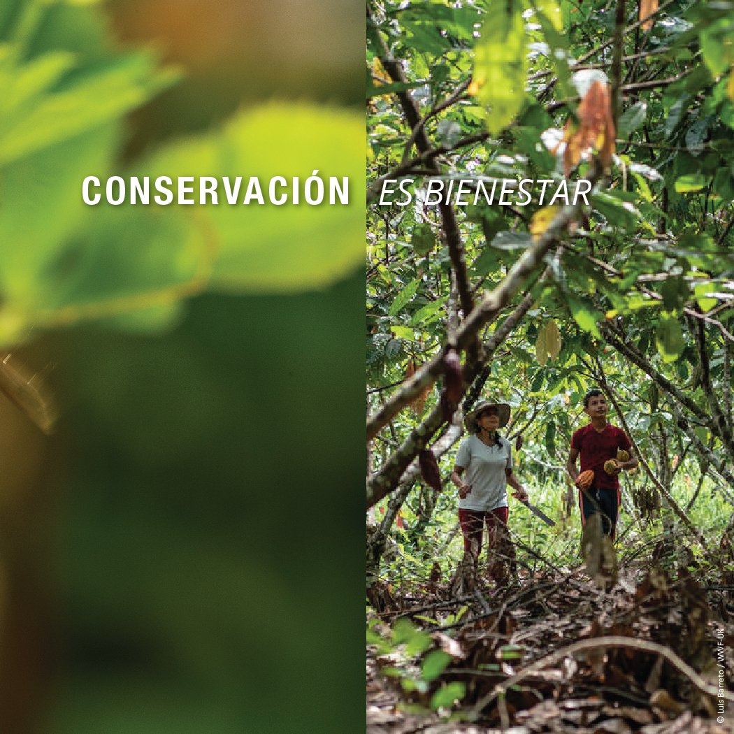 WWFEcuador's tweet photo. Las 🐝 son insectos increíblemente importantes cuyos servicios de polinización son clave para nuestros alimentos, y para mantener los ecosistemas saludables. Uno de cada tres bocados de nuestra comida depende de polinizadores como las abejas. ¡Conservarlas es asegurar bienestar! https://t.co/PMfwk9KfPG