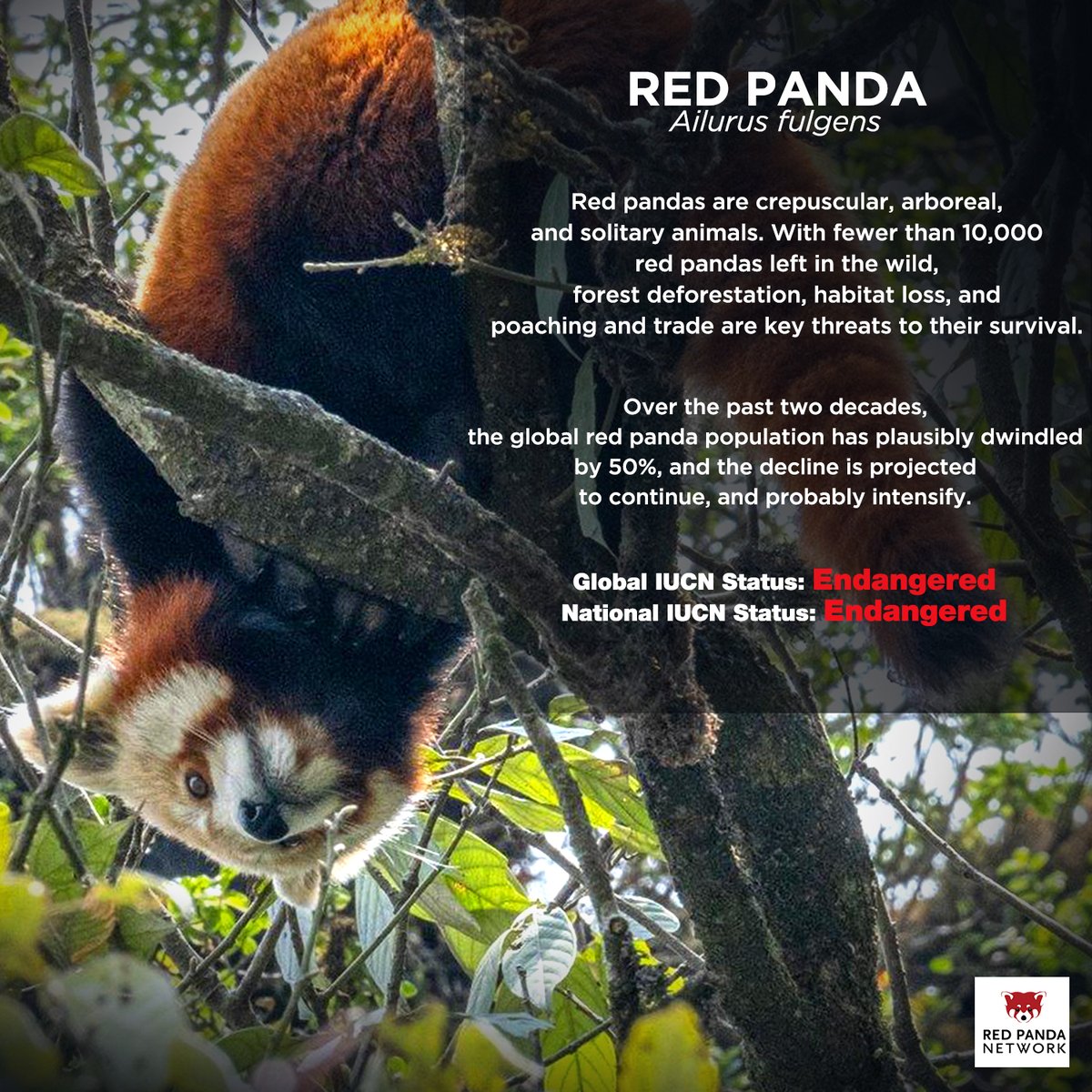RedPandaNetwork's tweet photo. But with your help, we will protect this unique, important, and endangered species. 🐾
Join us in saving the last of the first panda today! https://t.co/r8ScRhlyKn
#EndangeredSpeciesDay #endangeredspeciesday2022 #savetheredpanda #saveredpandas #firstpanda #lastofthefirstpanda https://t.co/J2Uv1oCtKQ