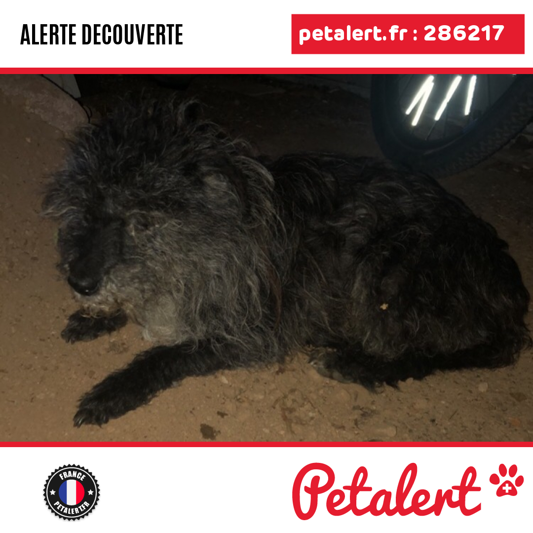 Trouvé #Chien #Vosges #SaintNabord #Petalert  #PetAlert88 / p3t.co/PkwBi