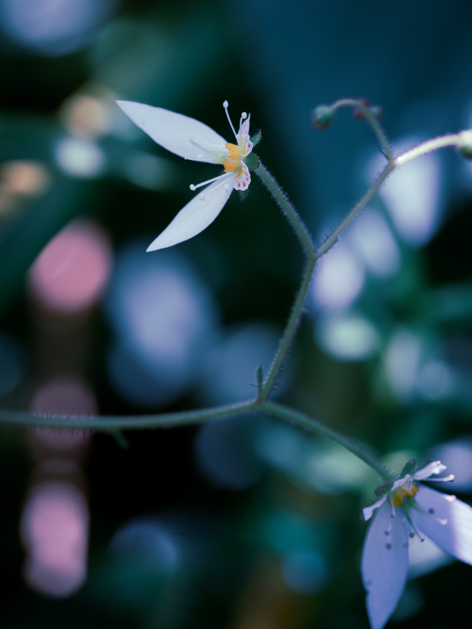 Takao 雪ノ下 ユキノシタが咲いていました 日本の在来種 ユキノシタ科 俳句では鴨足草と書いてユキノシタと読みます 英語名はbeefsteak Geranium とのことですが花弁の斑点を に見立ててのことでしょうか 由来をご存知の方教えていただけると