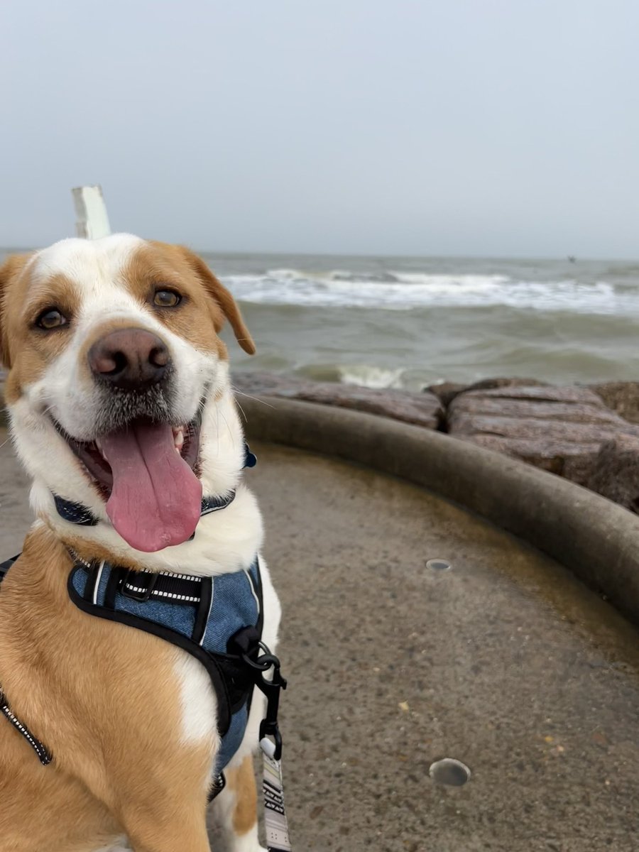 GraceEKohn's tweet photo. The happiest, floppiest, best lizard chasing dog you’ll ever meet!!! https://t.co/C9sYtiGRl1